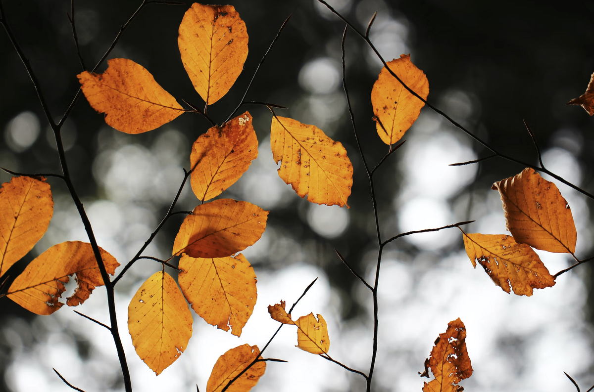 Фото unsplash.com