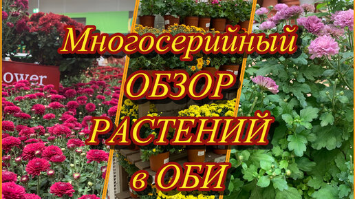 Многосерийный ОБЗОР РАСТЕНИЙ в ОБИ ☝️ ХРИЗАНТЕМЫ (1 серия) Это я удачно зашла! ( находка в АШАНЕ ), октябрь 2022