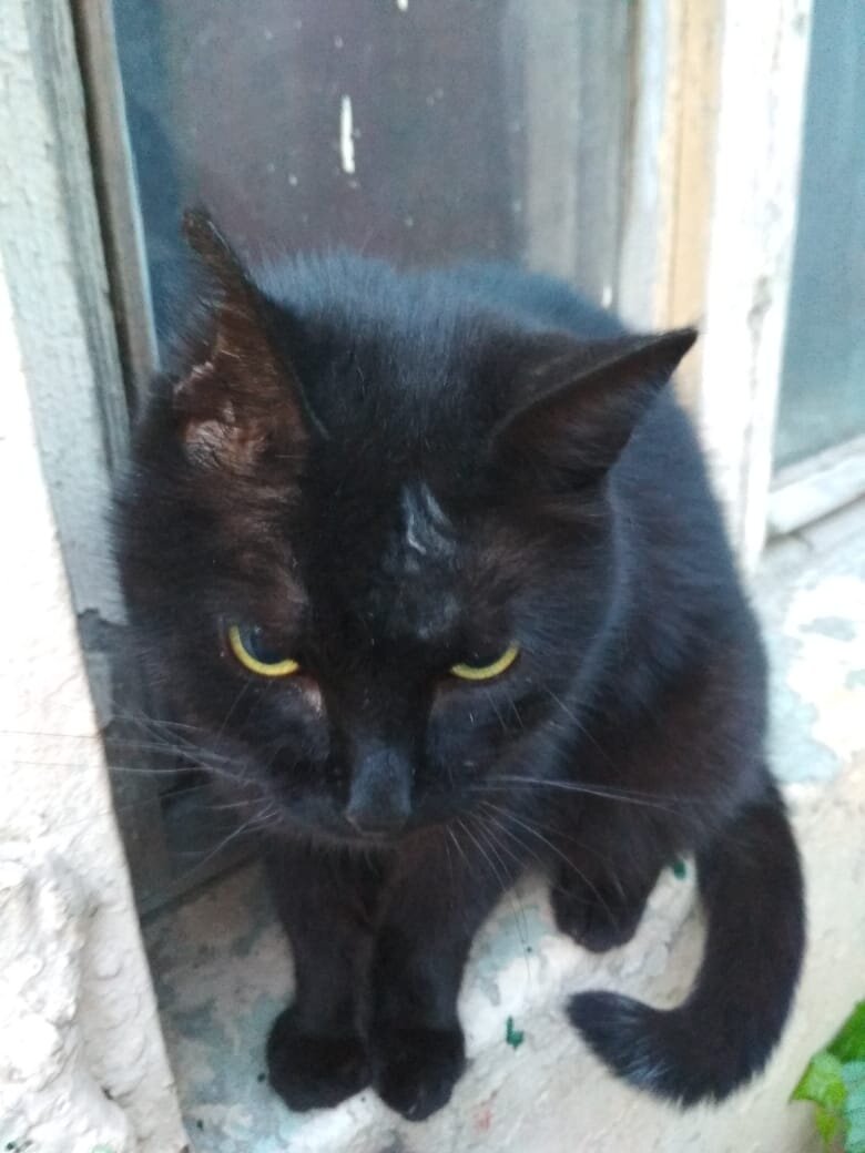 Отгрызано пол ушка, с правой стороны порвано щечка.