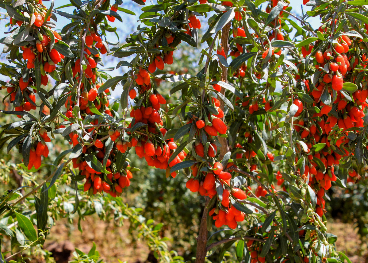 Дереза китайская