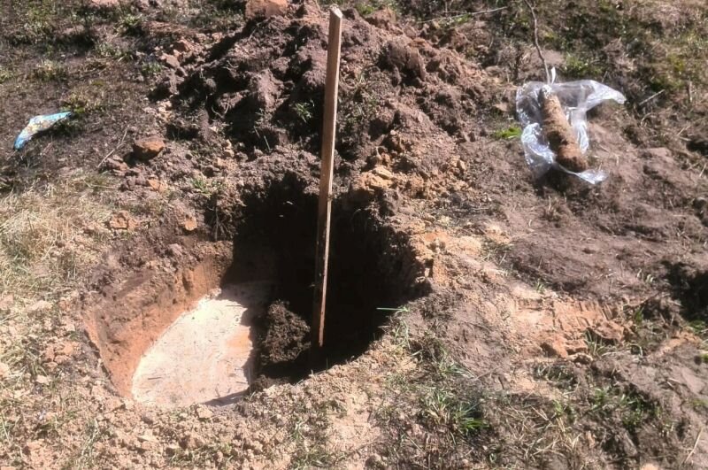 Саженец яблони.