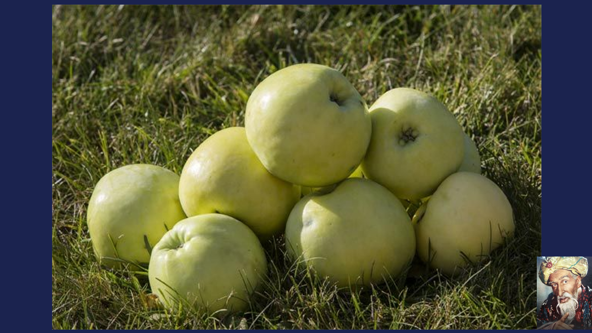 Почему антоновские яблоки