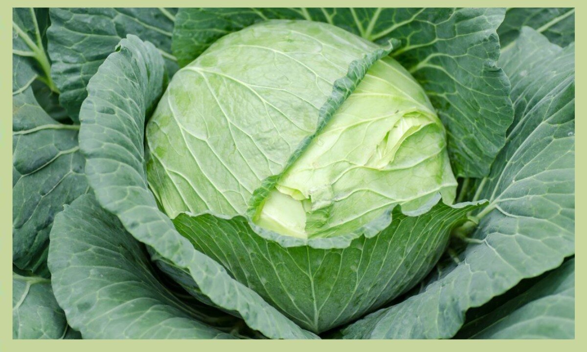 Рецепты капустяников для сжигания жира