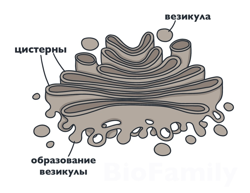 Комплекс гольджи егэ рисунок