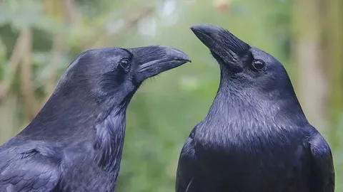 семейство врановых