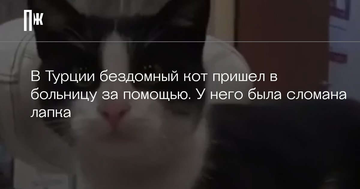     В Турции бездомный кот пришел в больницу за помощью. У него была сломана лапка