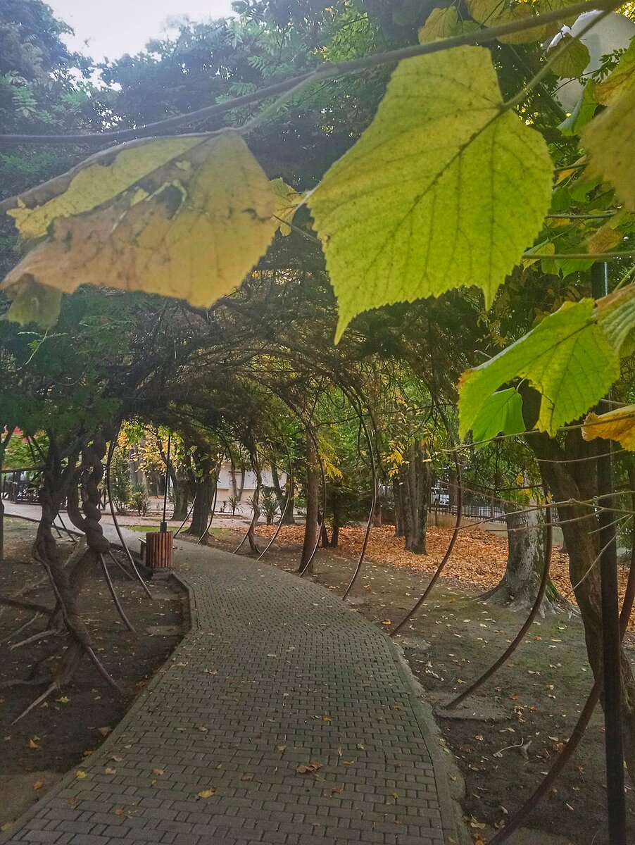 Аллея в парке