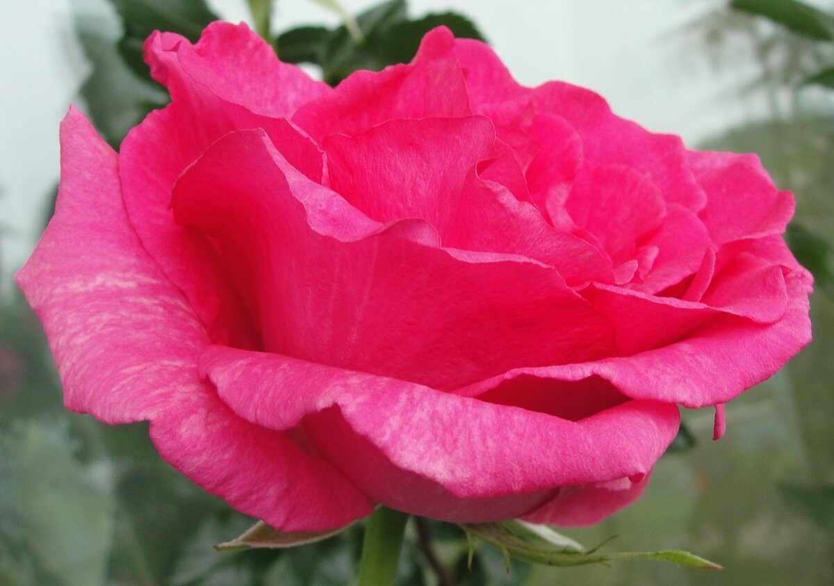 Розовая роза с рынка