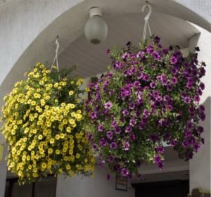 калибрахоа на лоджии