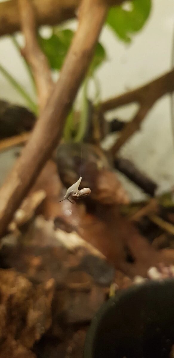 Zonitoida. Фотографии Натальи Волковой