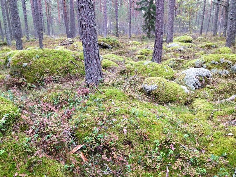 Красиво, но коварно