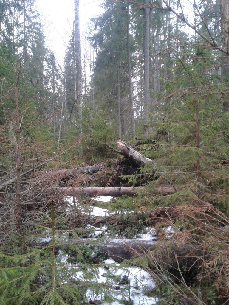 Фото из архива ПСО Экстремум