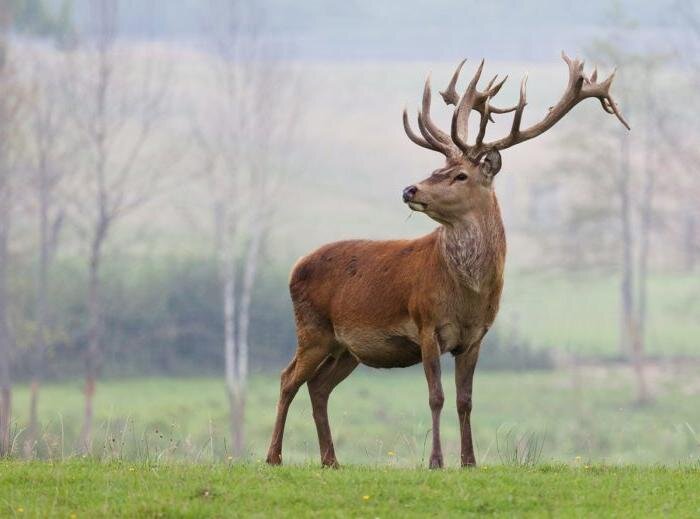 Фото оленя Давида (Милу).