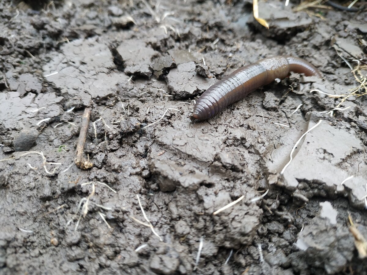 Почему после дождя черви выползают на поверхность. Дождевой червячок кап. Дождевые черви после дождя. Маленький дождевой червь.