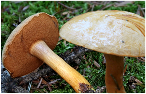 Перечный гриб имеет жгучий, как перец, вкус