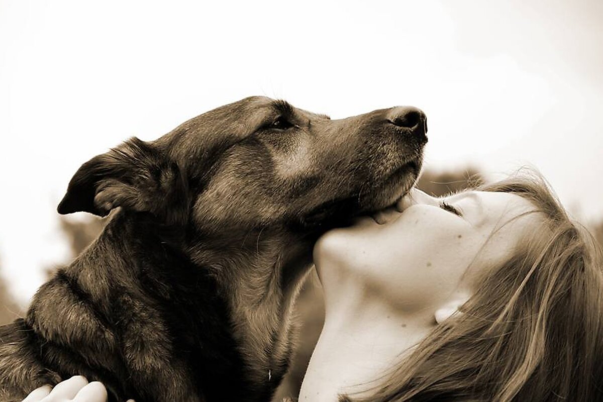 Любит ли собаки, когда мы их целуем? | ZOO CHANNEL | Дзен