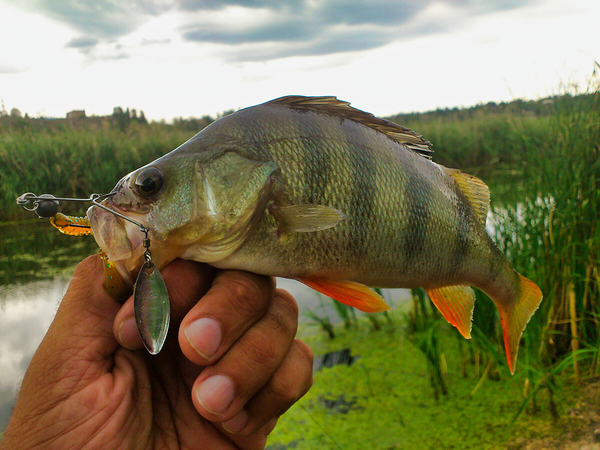 Kosadaka Spikey Shad - Волосатый джиг