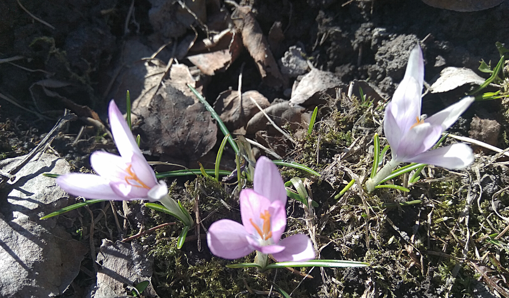 Крокус. Фото автора