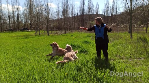 Золото в одуванчиках. Релакс с золотистыми ретриверами