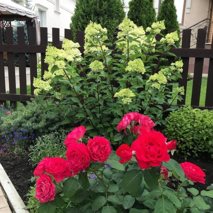 Мои розочки рядом с Гортензией