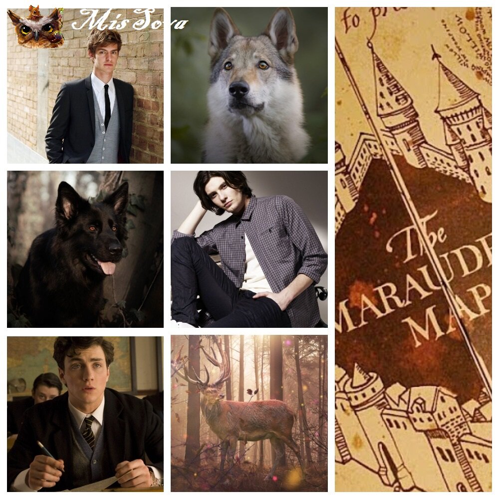 "Фанатские" Мародеры и их анимагические сущности. Коллаж авторский