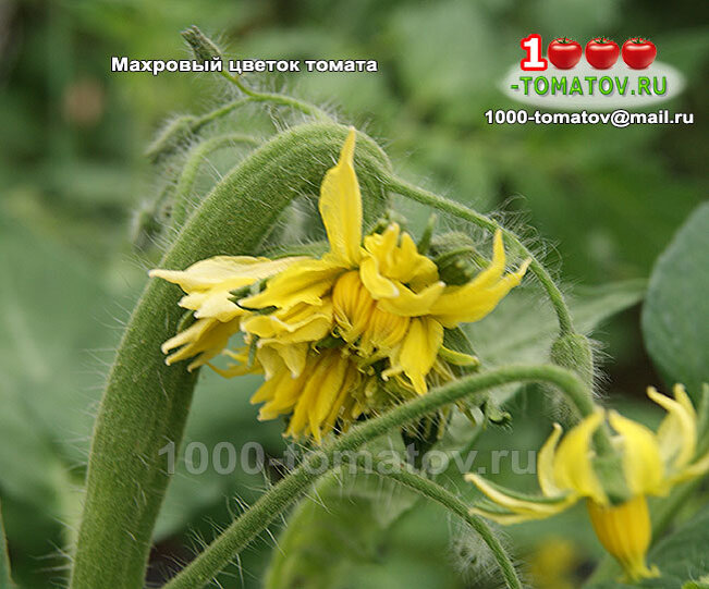 Махровые цветы у томатов