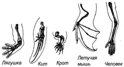 Рассмотрите рисунок найдите и назовите гомологичные кости в конечностях животных
