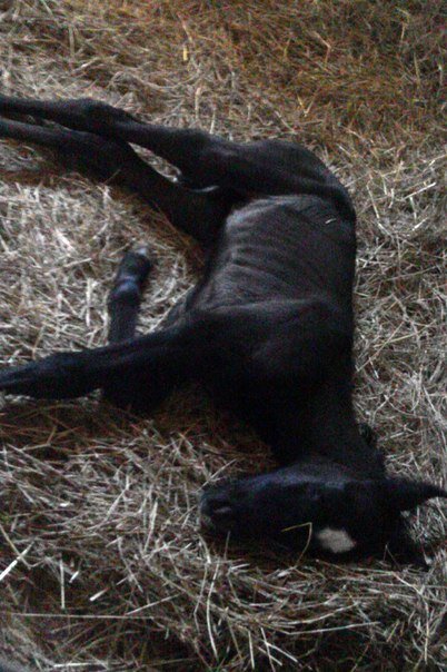 Я - родился (с)