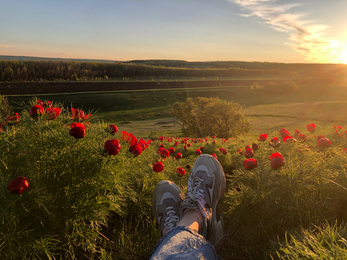Дикие пионы. Саратовская область