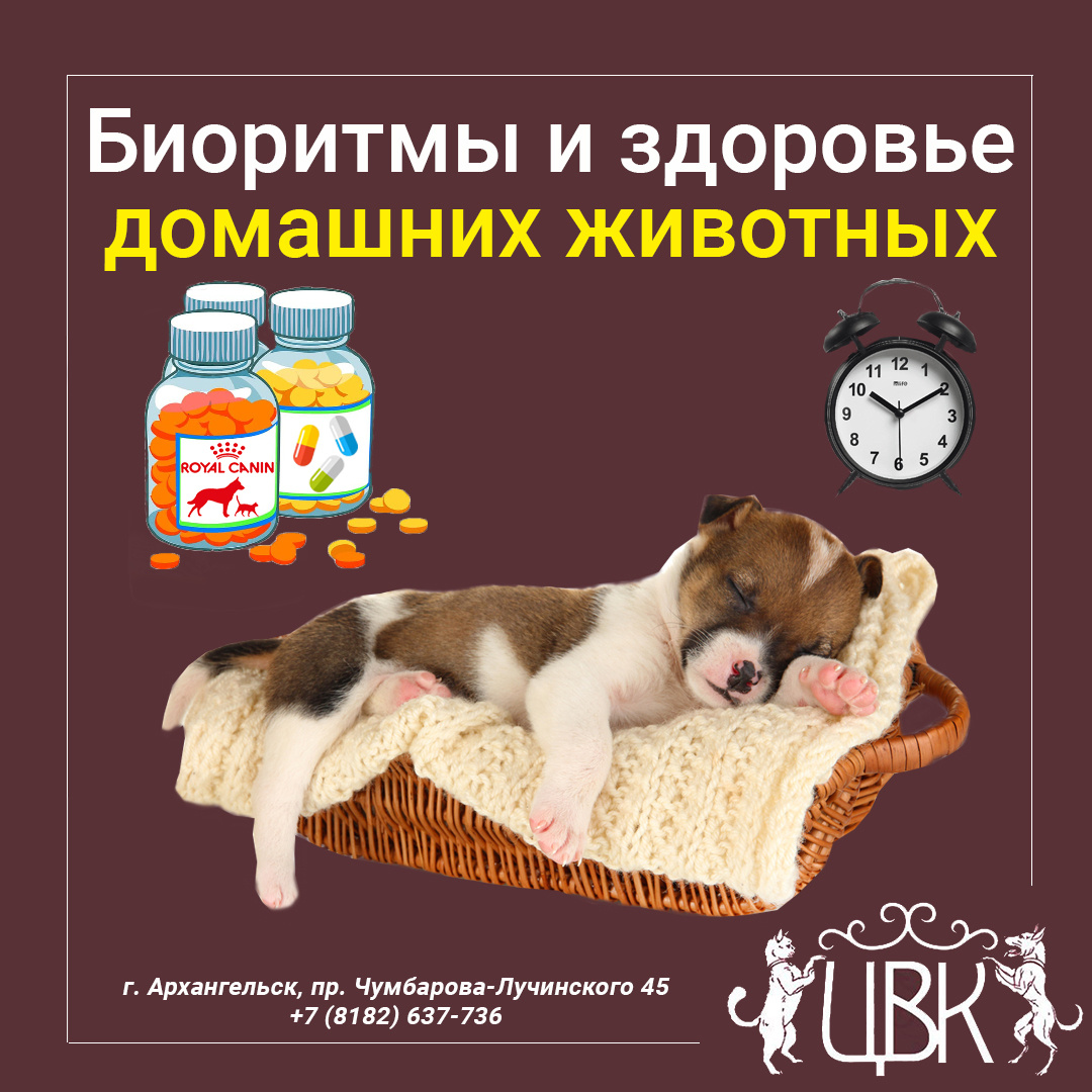 Биоритмы и здоровье домашних животных
