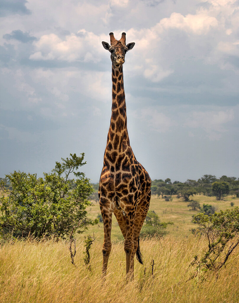 Ангольский Жираф (Giraffa camelopardalis angolensis)