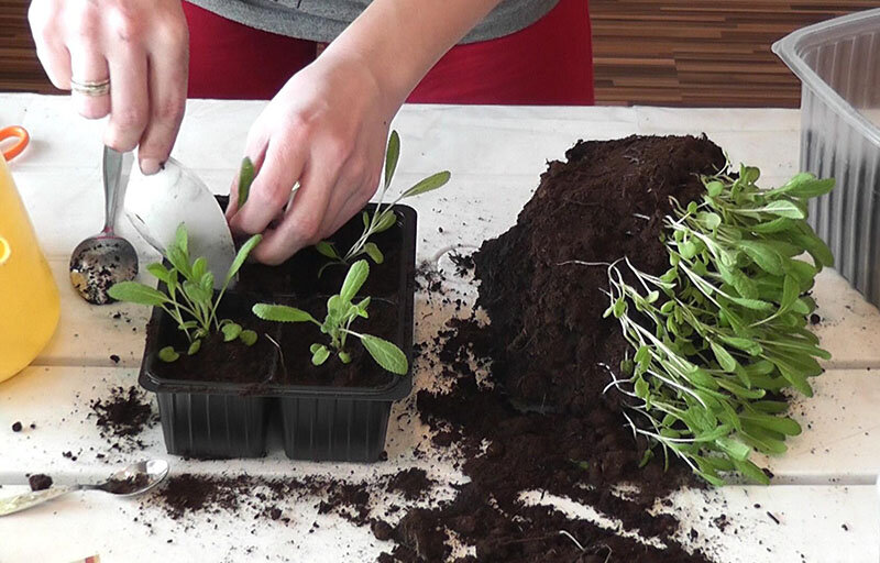 Пикировка рассады