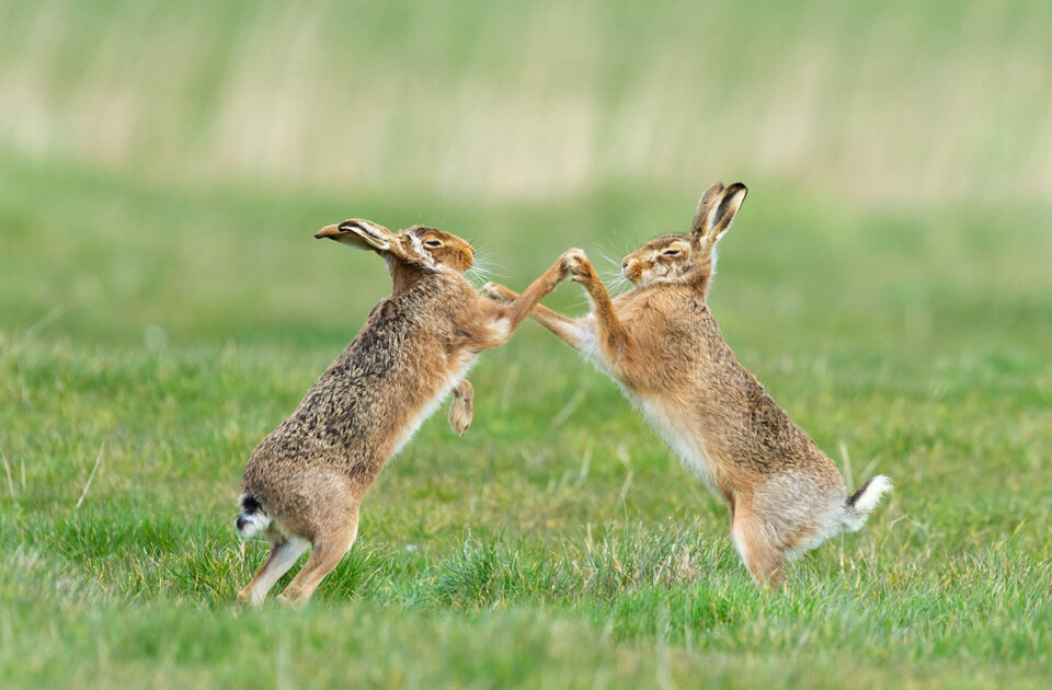 Фото: Philip Marazzi/Comedy Wildlife Photography Awards 2019
