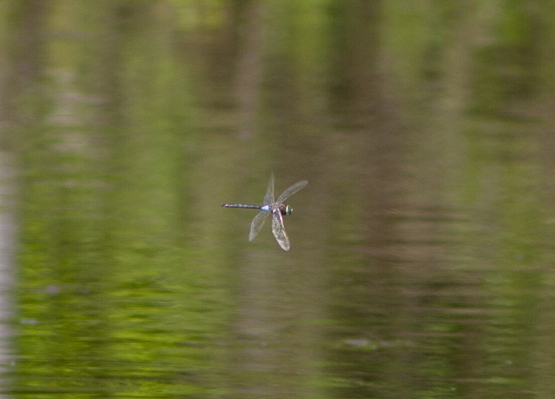 Он же в полёте-снимал на телеобъектив 300 мм.