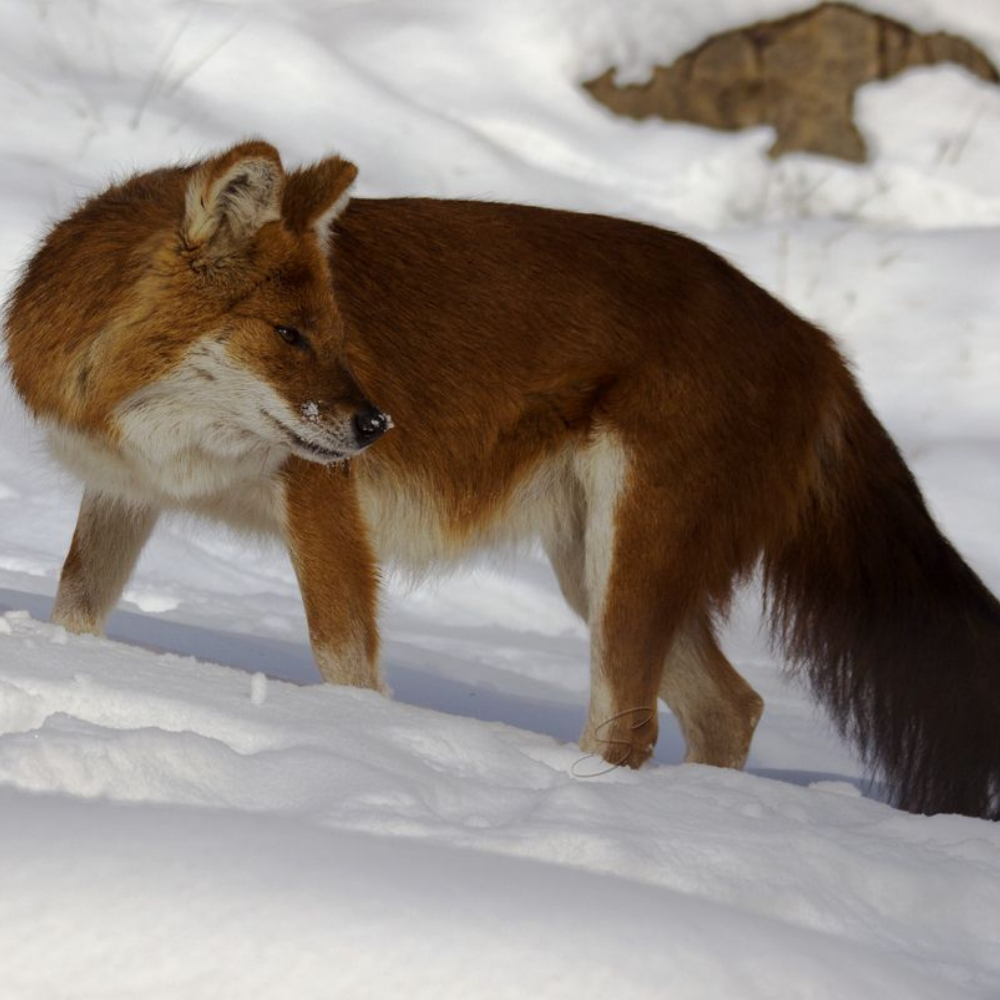 В глубоком снегу не по топчешься, особенно при сросшихся средних пальцах