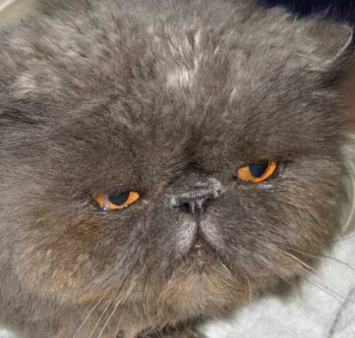 Симптомы папиллом у кошек