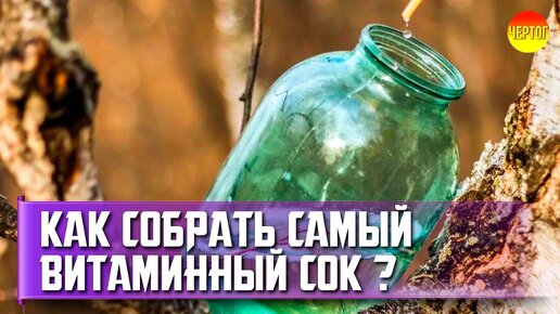 Сбор берёзового сока. Как собирать березовый сок?