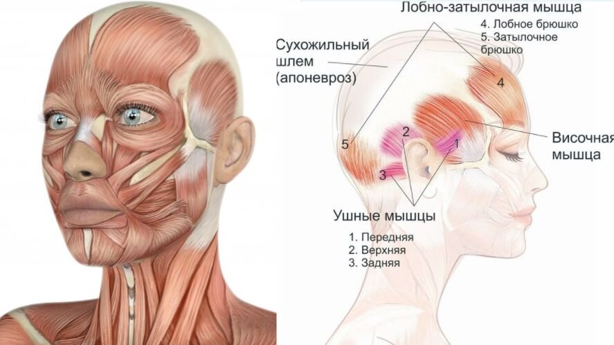 Лобное брюшко надчерепной мышцы