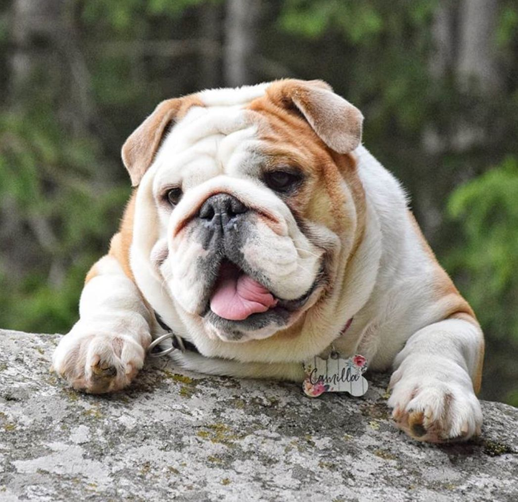 Английский бульдог