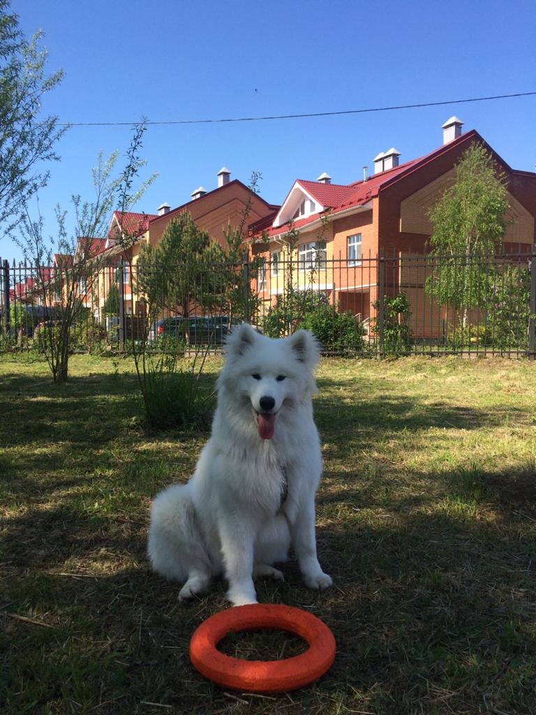 фото автора: Яся на прогулке