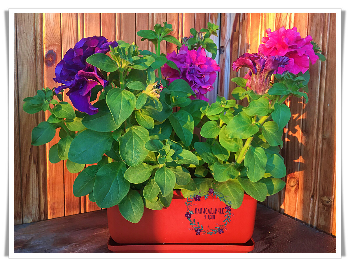 В лучах заката...