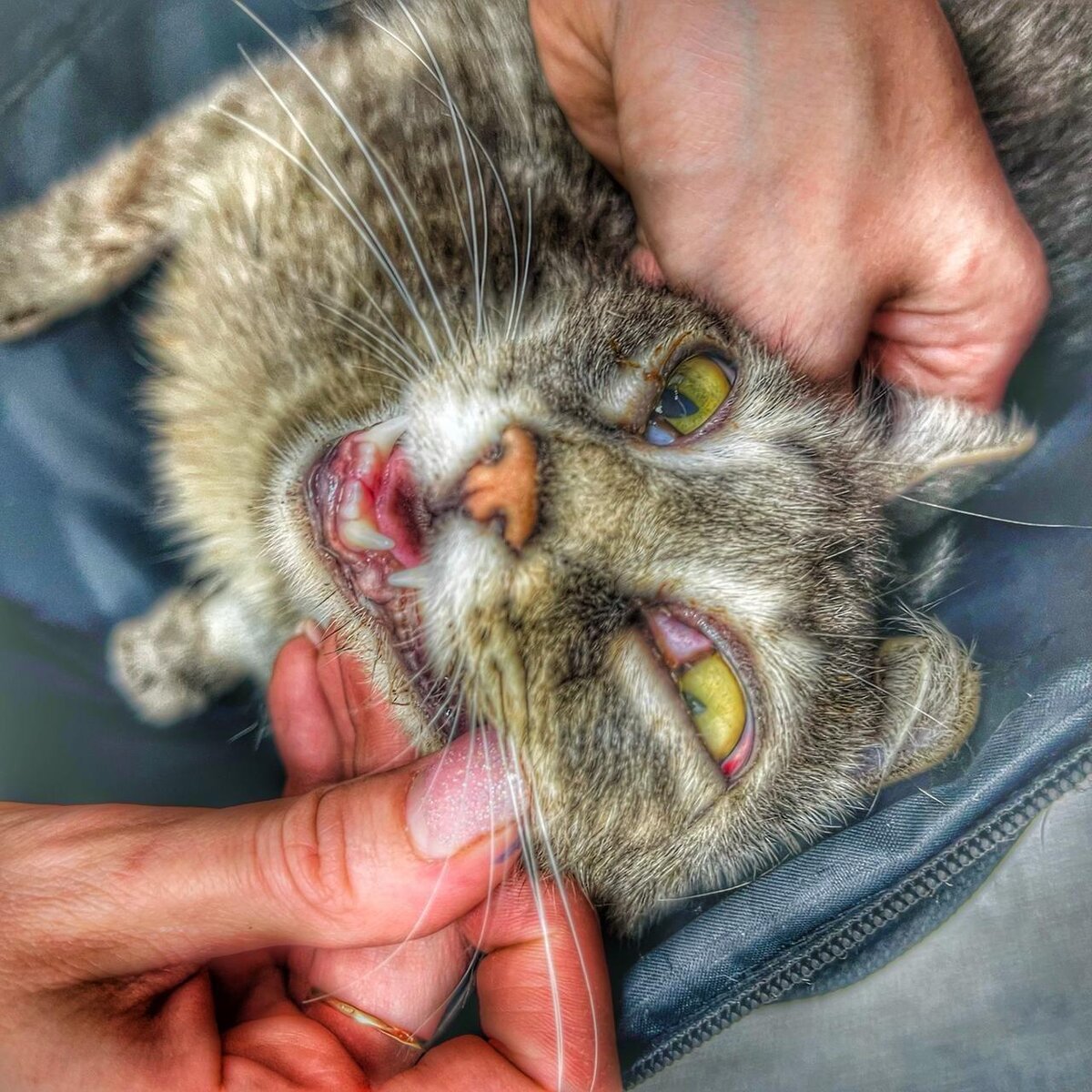 Кошка в приюте для бездомных животных очень хочет жить