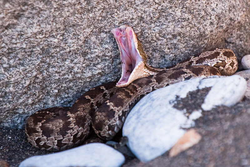 Snake на русском. Щитомордник змея. Обыкновенный щитомордник змея. Щитомордник Палласа змея. Гадюка щитомордник.