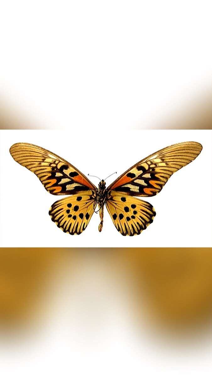 Бабочка  Papilo antimachus