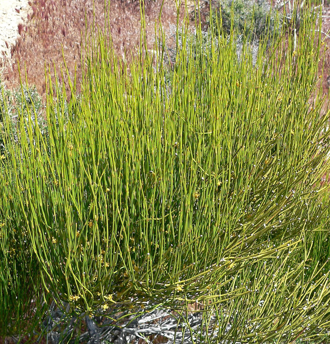 А это уже эфедра зеленая (лат. Ephedra viridis)