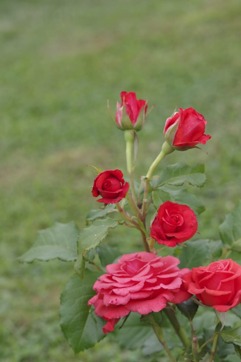 У подруги вот такая 