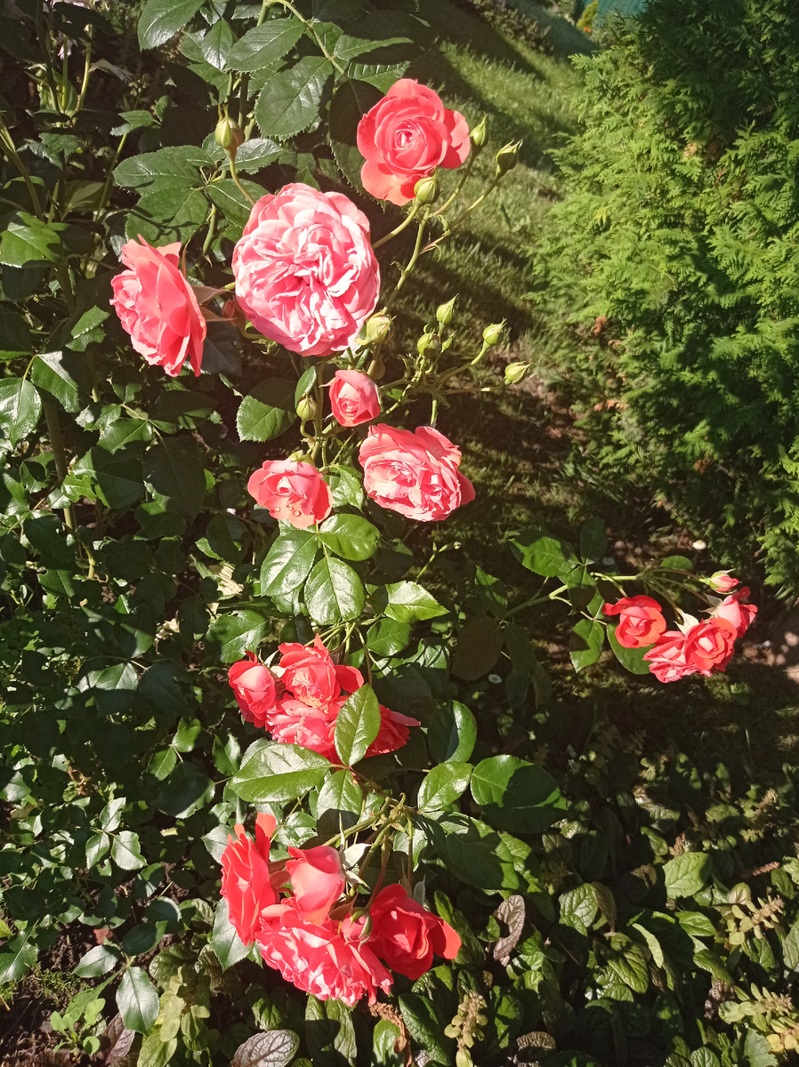 Розочки расцвели... 