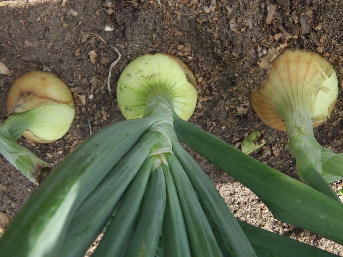 Луковица любит расти наверху. Фото автора