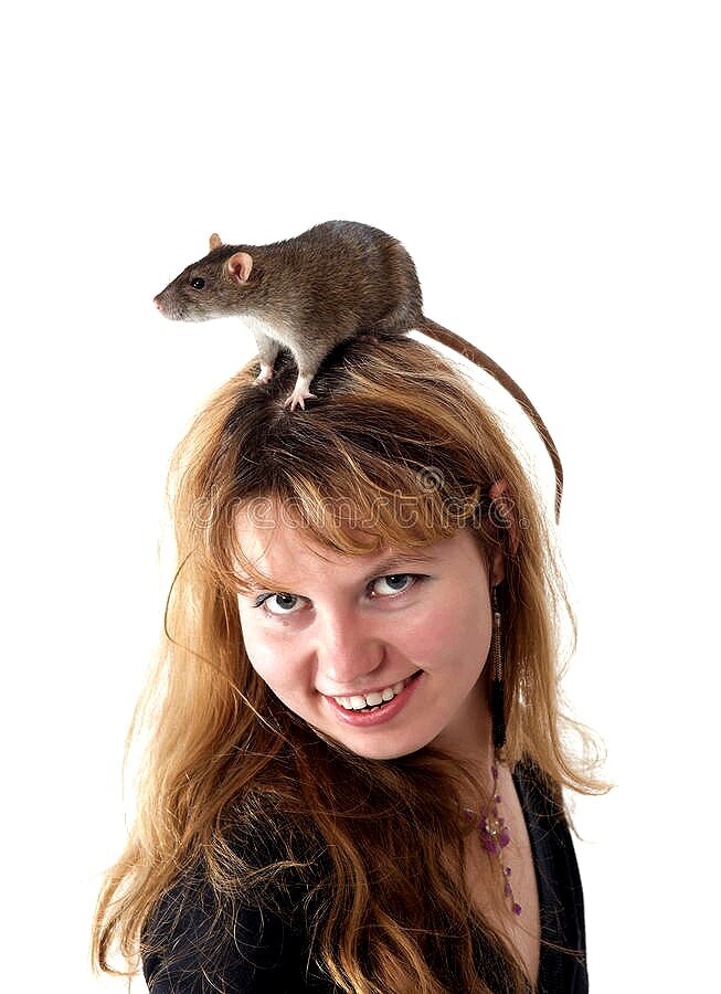 Почему на колове у девушек жили крысы? Яндекс картинка.