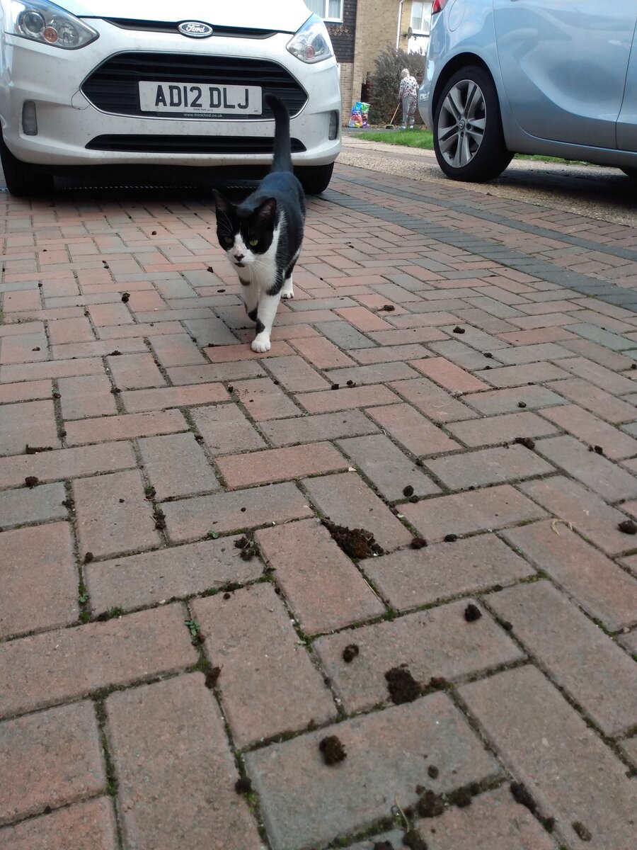 Lucky на утреннем обходе. Фото из личного архива 